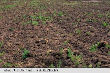 Conținut scăzut de umiditate pentru grâul de toamnă în Banat și Dobrogea; rezerve de apă apropiate de optim în Maramureș și Muntenia
