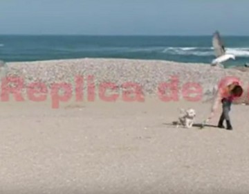IMAGINI CUM NU AŢI MAI VĂZUT! Un pescăruş atacă o femeie pe plajă! VIDEO