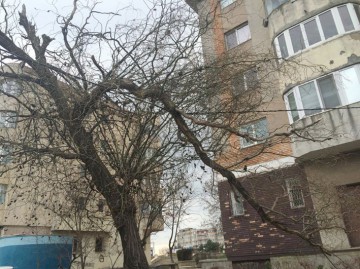 Crengile copacilor, ţinute de un fir… de cablu!