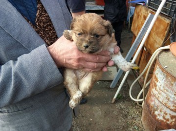 Câine salvat de pompieri la Ovidiu. A căzut în hazna!