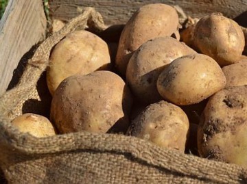 România, pe locul 7 la producţia de cartofi