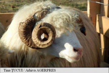 România reia exportul de ovine şi bovine către Israel