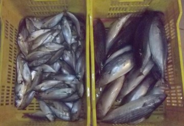 Depistaţi de jandarmi comercializând peşte fără documente legale