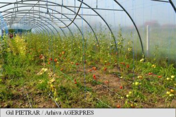 Peste 6.000 de cereri pentru ajutorul de minimis pentru cultivarea tomatelor în spații protejate