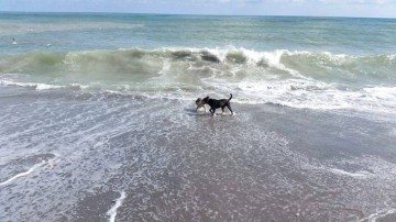 Atenție! Se sancționează prezența pe plajă cu animalele de companie!