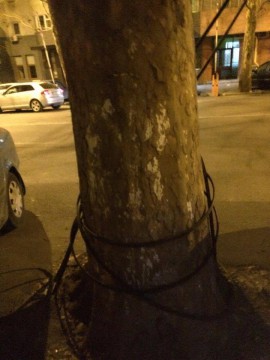 Liane pe străzile urbei: copaci înfăşuraţi în cabluri!