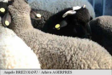 Peste 3 milioane de miei se sacrifică de Sărbătorile Pascale, în 2017; ciobanii, nemulțumiți de prețurile 