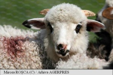 Aproximativ 100.000 de miei vor fi sacrificați de Paște; mulți vor ajunge în Grecia, Italia și Germania