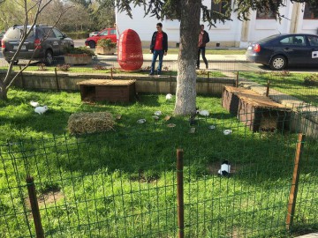 Surpriză pentru copiii constănțeni! Zeci de iepurași, în fața Consiliului Județean