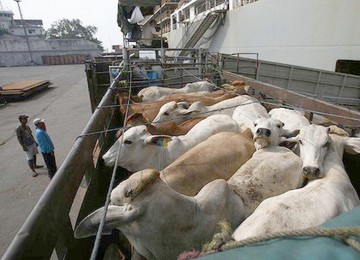 Sute de vaci care trebuiau să ajungă în Israel, oprite în Portul Midia Năvodari