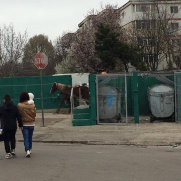 Spaima şoferilor şi călăii cailor: căruţaşii au fost AMENDAŢI!
