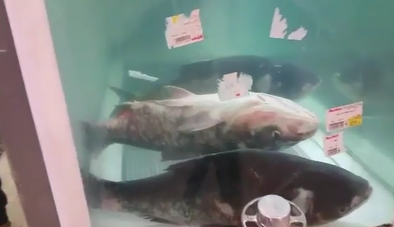 Pești vii, pe jumătate morți, la Auchan VIVO! - VIDEO