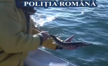 Sturion eliberat în Marea Neagră de către poliţişti!