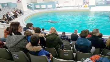 Se schimbă programul şi reprezentaţiile la Delfinariu! Iată când puteţi admira delfinii