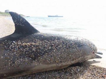 Fenomenul delfinilor eşuaţi la malul mării: Un nou caz, la Costineşti