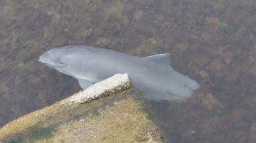 Delfin mort, descoperit la Mangalia!