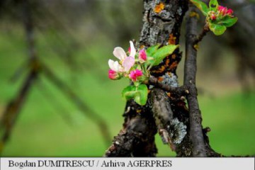 Fenomenele climatice din ultima perioadă au dus la pierderi în pomicultură și viticultură