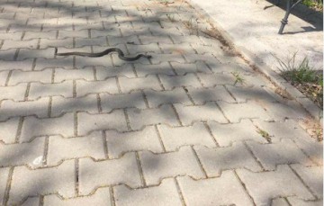 Pericol public pe străzile din Mangalia! Un șarpe a ieșit la plimbare