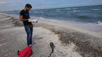Şase pui de delfin, găsiţi morţi pe plaja din apropierea Camping Lebăda