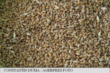 Egiptul a cumpărat 60.000 de tone de grâu din România