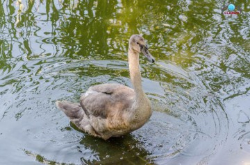 De Ziua Copilului se inaugurea Baby Zoo la Constanţa
