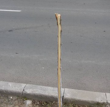 Pomi vandalizaţi la Cernavodă