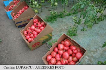Producătorii români de tomate spun că nici un consumator nu este expus la reziduuri de pesticide
