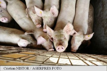 România, inclusă pe lista oficială a statelor libere de pestă porcină clasică; vor fi ridicate restricțiile de export pe țări terțe