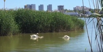 Lacul Tăbăcărie plin de lebede și rațe-Video