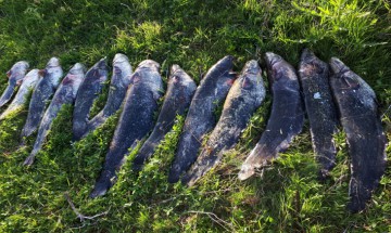 80 kilograme de peşte şi plase de pescuit, confiscate de poliţiştii de frontieră tulceni