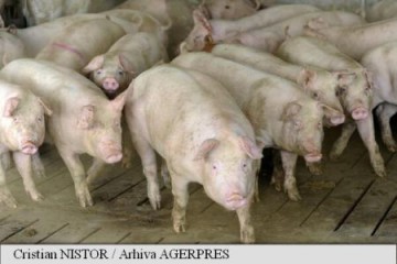 Efectivele de porci din Ungaria sunt amenințate de pesta porcină africană