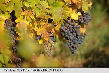 Gradul de absorbție a fondurilor europene în sectorul vitivinicol a scăzut alarmant