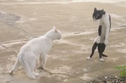 Trebuie să vezi acest VIDEO! Râzi cu lacrimi! Trebuie să vezi acest VIDEO! Râzi cu lacrimi!
