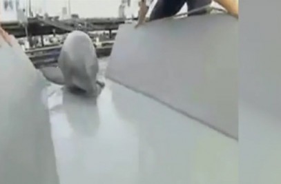 Delfinii de luptă ai SUA, trimişi în Marea Neagră Delfinii de luptă ai SUA, trimişi în Marea Neagră