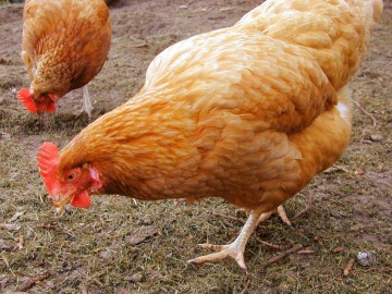 Tabără (ASAS): Trebuie suspendate importurile de produse avicole din ţările în care există gripa aviară