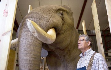 O echipă internaţională de veterinari se luptă pentru salvarea unui elefant bolnav