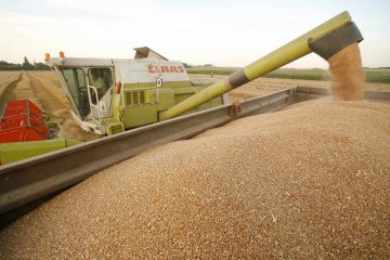 ANSVSA a deschis o nouă piața pentru export - grâu în Indonezia 