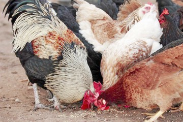 Un spital pentru animale din Spania tratează pui de păsări afectaţi de căldură eliberându-i apoi în sălbăticie