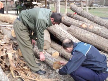 Doi bărbați care tăiau ilegal arbori, depistați de polițiștii constănțeni