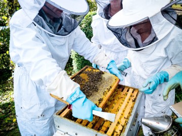 Un an dezastruos și pentru mierea de albine. Apicultorii cer ajutor de la guvern