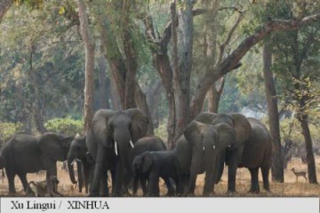 Un bărbat a fost ucis de elefanţi sălbatici în oraşul Kanungu din sud-vestul Ugandei 