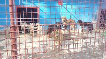 Cu ce se vor ocupa medicii veterinari de la Adăpostul de Câini al Primăriei Constanța