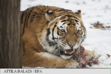 Familia bărbatului ucis de tigru: 'Măsurile de precauție pentru angajați sunt nule'