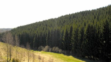 INS: Fondul forestier naţional s-a majorat cu 0,3%, în 2018; volumul de masă lemnoasă recoltată, în creştere cu 6,3%