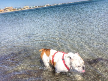 Haos pe plaje! În timp ce unii au făcut baie în mare, alţii şi-au plimbat… câinii!