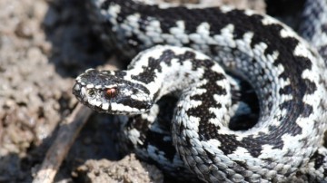 Un copil a fost mușcat de o viperă chiar în curtea casei. Părinții spun că e vorba de o viperă neagră  