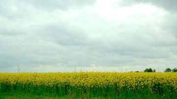 Fermierii din Ucraina ar putea majora suprafaţa cultivată cu rapiţă 