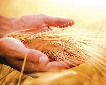 Starea bună a culturilor de grâu din Europa ţine în frâu costurile cu alimentele 