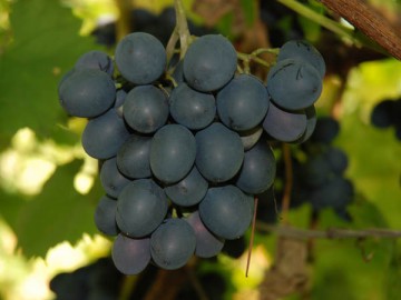 Societatea Vitis Murfatlar va fi preluată de Alexandrion Holding Limited