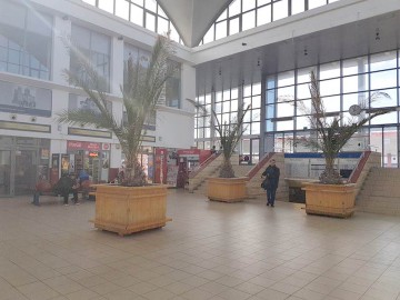 Primăria caută firmă să întrețină palmierii din Constanța